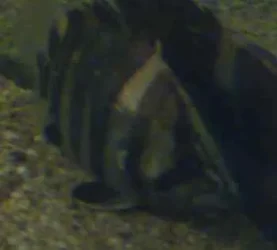 tiger3.webp