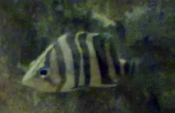tiger4.webp