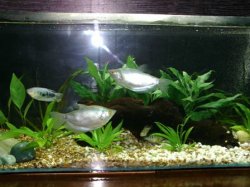 Up-dated aquarium 009.jpg Up-dated aquarium 009.jpg