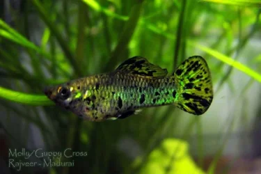 hybrid_of_guppy_and_molly.webp