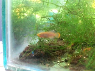 Killies_3weeks.webp