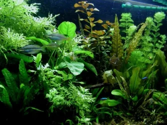aquarium 030.webp