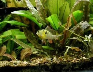 aquarium 018.webp