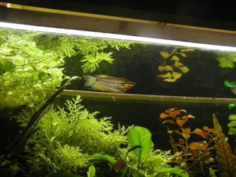 aquarium 010.webp
