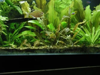 aquarium 027.webp
