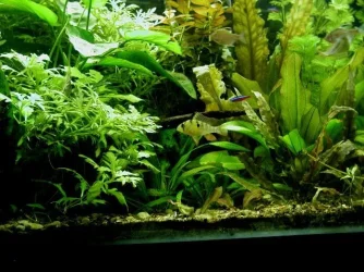 aquarium 021.webp