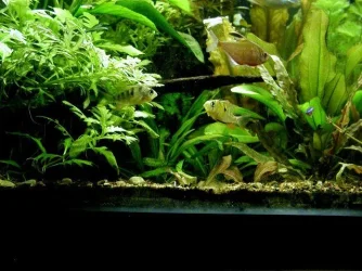 aquarium 025.webp
