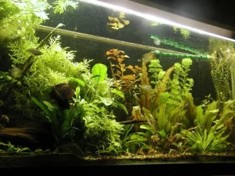 aquarium 020.webp