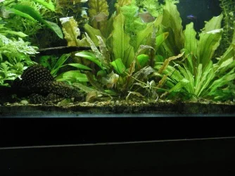 aquarium 012.webp
