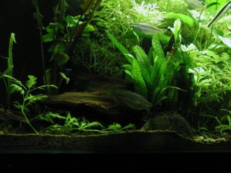 aquarium 022.JPG