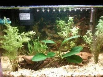 tank fish hiding.webp