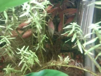 plants red.webp