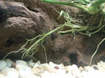 plants roots.webp