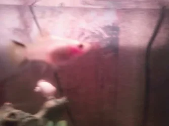 fishy fish.webp