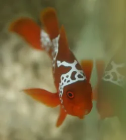 PNG Lightning Maroon Clownfish small.webp