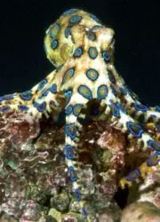 2005-09-30-bue-ringed-octopus.webp