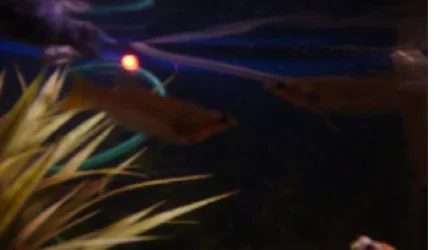 fish.webp