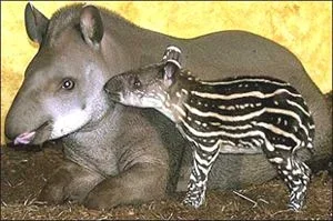 2 tapir.webp