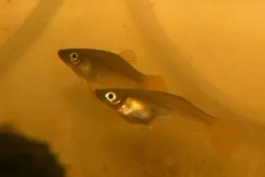A cultratus.webp A cultratus.webp