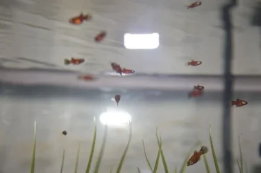 fish1.webp