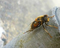 wasp2.jpg