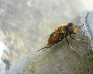 wasp2.webp