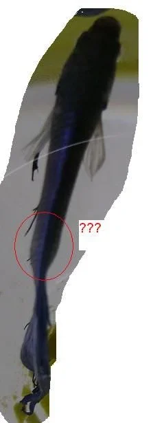 caudal_peduncle.webp