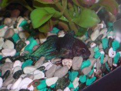 DSCN1373 (Small).JPG DSCN1373 (Small).JPG