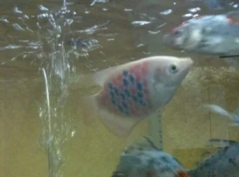 wierd fish.webp