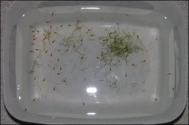 Swordtails born 03-28-10.webp