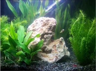 dp tank.webp