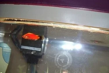 platy-sm-5g.webp