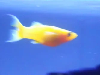 fish.webp