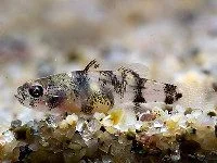 brachygobius-mekongensis.webp