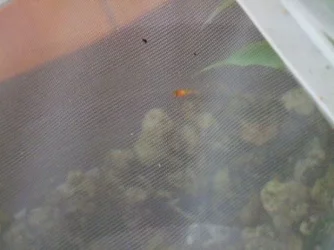 Fry1.webp