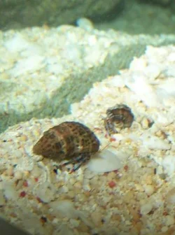 Hermit crabs 1.webp