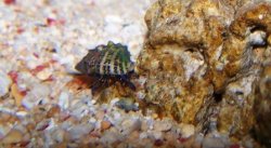 hermit crabs 2.JPG