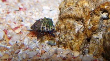 hermit crabs 2.webp