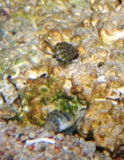 nas snails web.webp