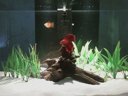 Edge400.gif