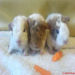 babies.webp