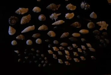 hermit shells.webp