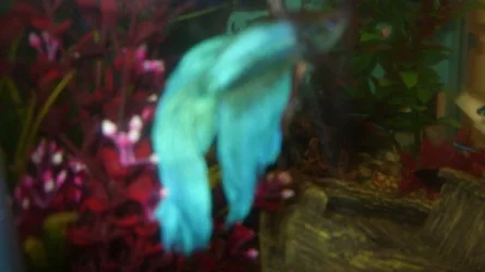 betta.webp