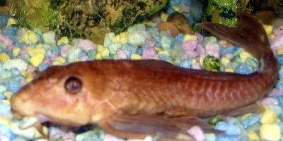 plec.webp