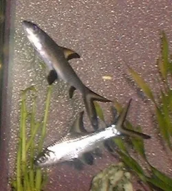 sharks.webp