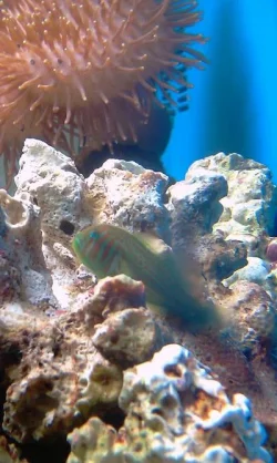 Coral Goby.webp