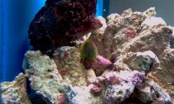 Green Coral Goby.JPG