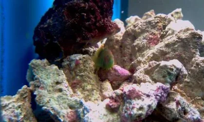 Green Coral Goby.webp