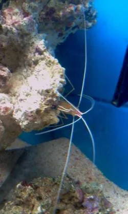 Shrimp.webp