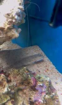 Pink Spotted Goby.webp